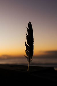Close-up of silhouette feather on beach against sky during sunset