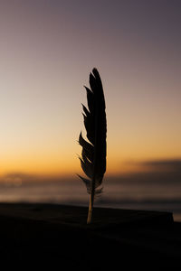 The spirit of jeffreys bay at dawn