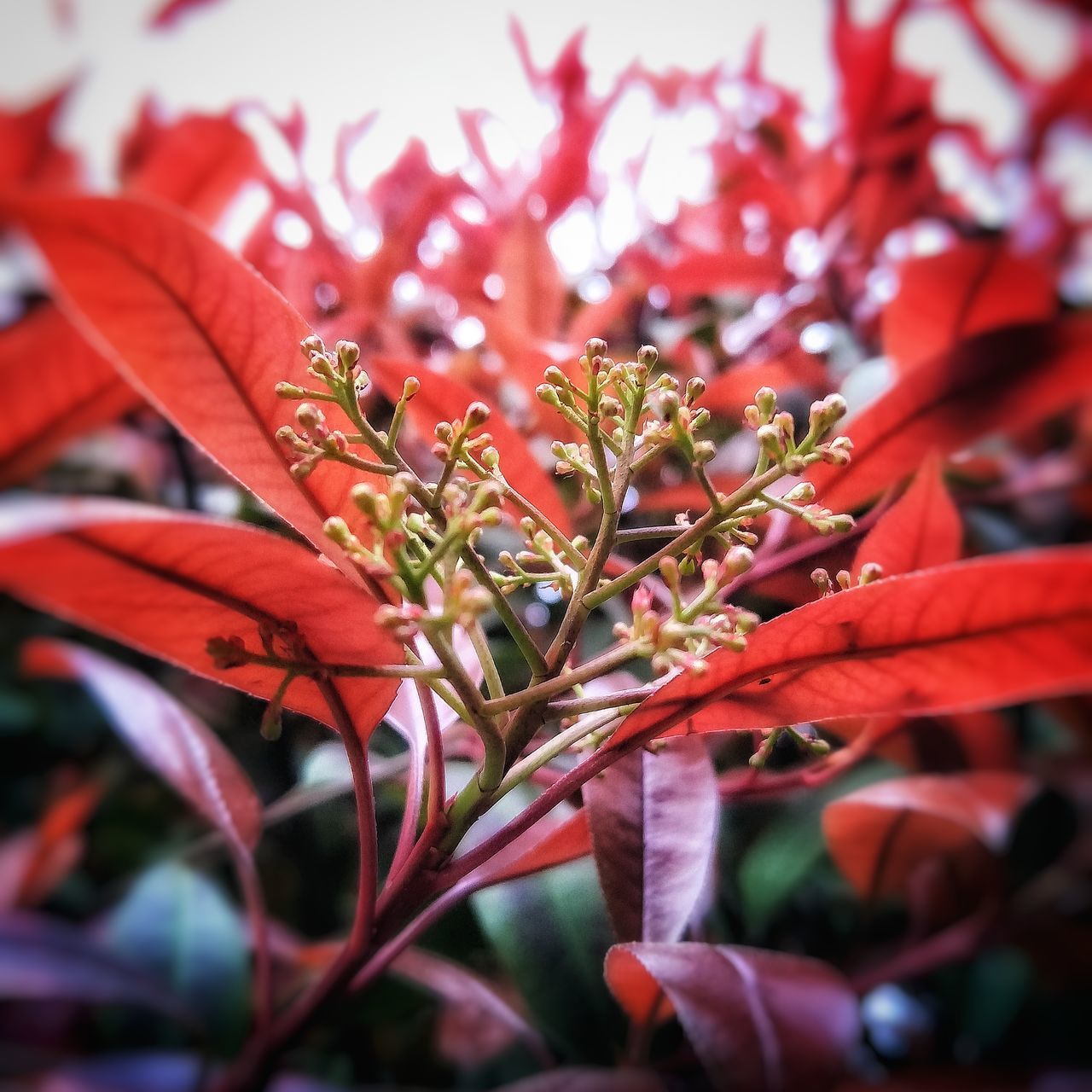 red, growth, nature, freshness, close-up, beauty in nature, flower, fragility, no people, flower head, day, outdoors