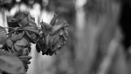 Close-up of wilted rose against blurred background