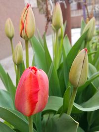 Close-up of red tulips
