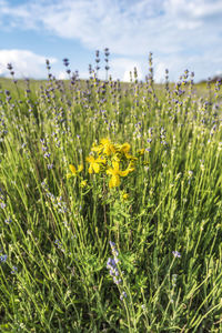 Yellow flowering plants on field against sky