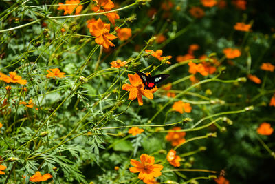 Close-up of flowers blooming outdoors