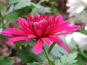 Close-up of pink flower blooming outdoors