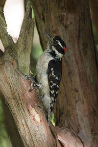 Close-up of bird perching on ground