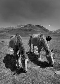 Horses in a field