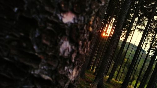 Trees in forest