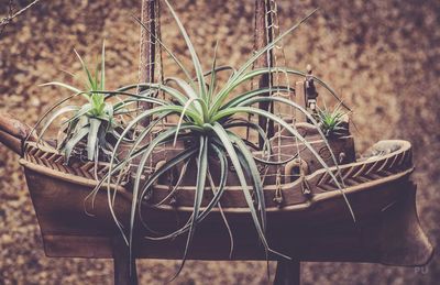 Close-up of potted plant in basket