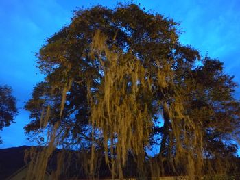 Low angle view of trees in forest against sky