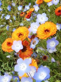 High angle view of flowering plants on field