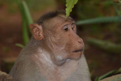 Close-up of monkey