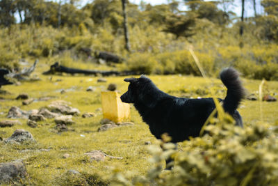 Black dog in a field