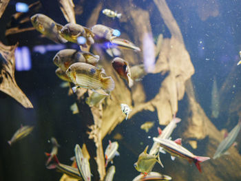 Close-up of fish swimming in aquarium