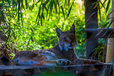 Portrait of a cat