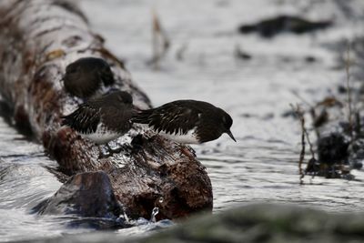 Close-up of bird drinking water