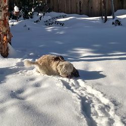 High angle view of dog on snow covered land