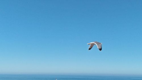 Seagull flying over sea against clear blue sky