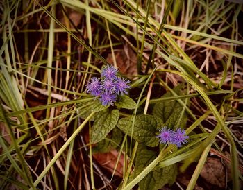 Close-up of purple flowering plant