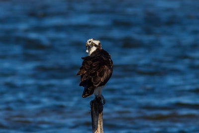 Bird perching on wooden post