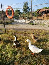 View of birds on field