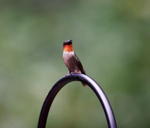 Close-up of bird perching on metal