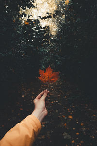 Cropped hand of woman holding leaf during autumn