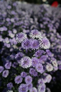 Close-up of purple flowering plant in field