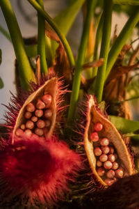Close-up of housefly on plant