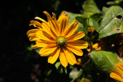 Close-up of yellow flowering plant