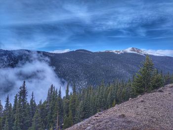 Scenic view of pine trees against sky