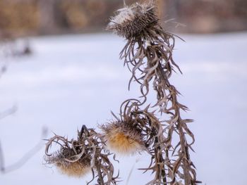 Close-up of wilted plant during winter