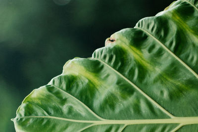 Close-up of fresh green leaf