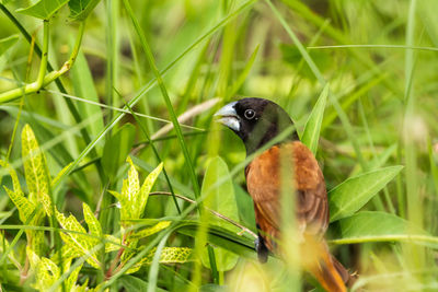 Bird perching on grass