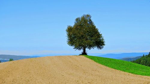 Tree on field against clear blue sky