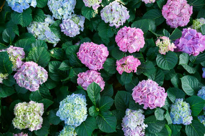 Close-up of pink flowering plants