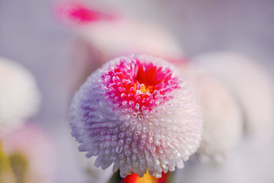 Close-up of pink flower