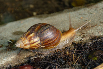 Close-up of snail on rock