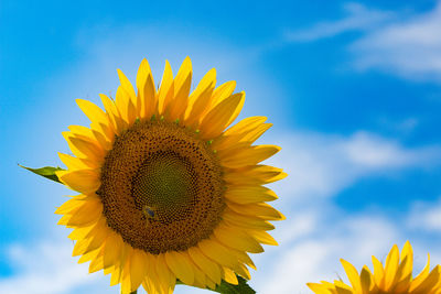 Low angle view of sunflower against sky