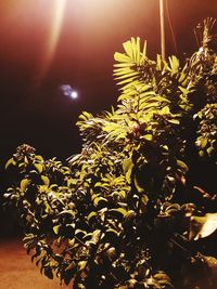 Close-up of illuminated tree against sky at night