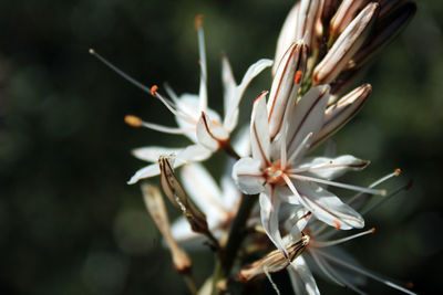 Close-up of white flowering plant