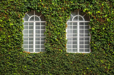 Windows amidst ivy covered house