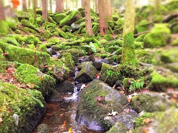 Close-up of fresh green plants