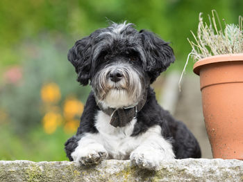 Portrait of dog sitting outdoors