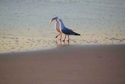 Seagull on beach