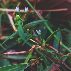 Close-up of grasshopper on plant