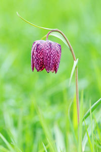 Snake's head fritillary flower fritillaria meleagris in grass.