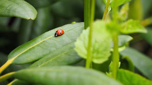 Ladybug on plant