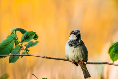 Male house sparrow or passer domesticus is a bird of the sparrow family passeridae