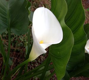 Close-up of plant growing on white background