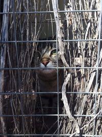 Close-up of monkey in cage at zoo